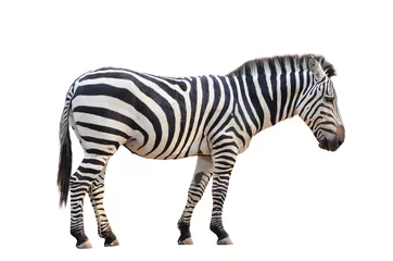 Zelfklevend Fotobehang Zebra zebra geïsoleerd