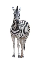 Deurstickers Zebra zebra geïsoleerd