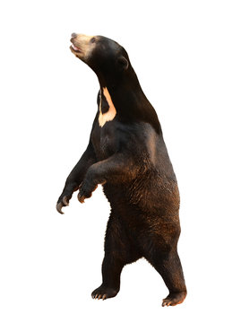 malayan sunbear isolated