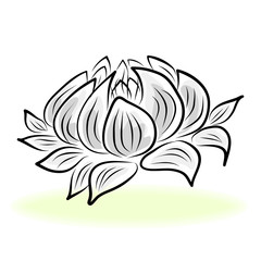 hand drawing water lily flower