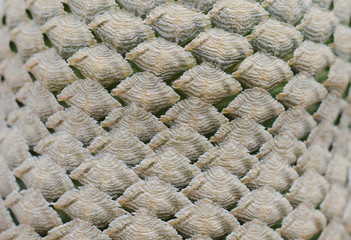 Close up of cactus texture background