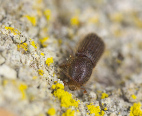 Dryocoetes villosus on wood, extreme close-up