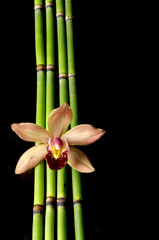 orchid with bamboo grove on black background