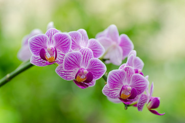 Pink phalanopsis