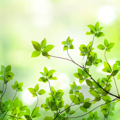 Fototapeta na wymiar zielonym tle liści