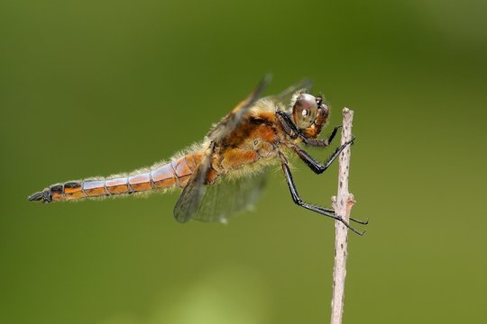 Libellula fulva, maschio immaturo