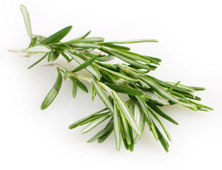 Fototapeta premium Fresh rosemary