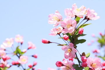 Fototapeta na wymiar różowa begonia z jasnego nieba