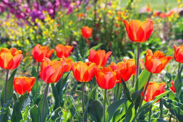 Tulips growing in the park