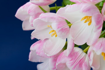 Obraz na płótnie Canvas Bouquet of pink tulips on dark blue background