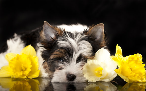 Beaver Yorkshire Terrier and flowers  narcissus