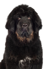 tibetan mastiff puppy portrait