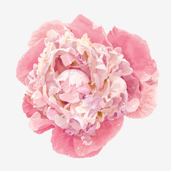 Pink peony flower - 52101083
