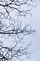 Fototapeta na wymiar intricacy on tree branches