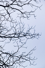 intricacy on tree branches