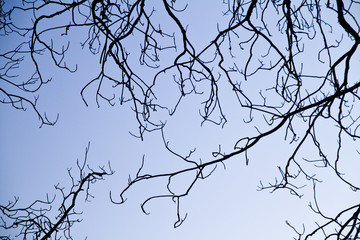 intricacy on tree branches