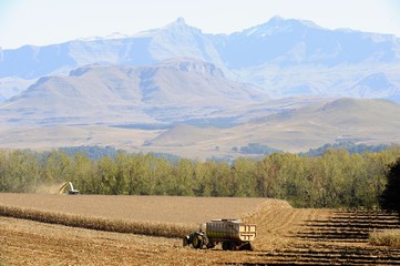 Naklejka premium THRESHING MAIZE