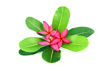 Red frangipani colors.