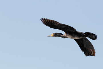 Great Cormorant in flight