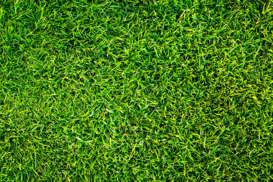 Green grass pattern