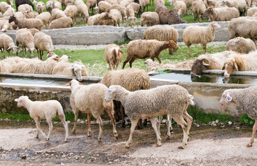 sheep at the fountain