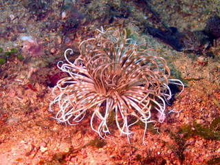Anemones of the Philippine sea