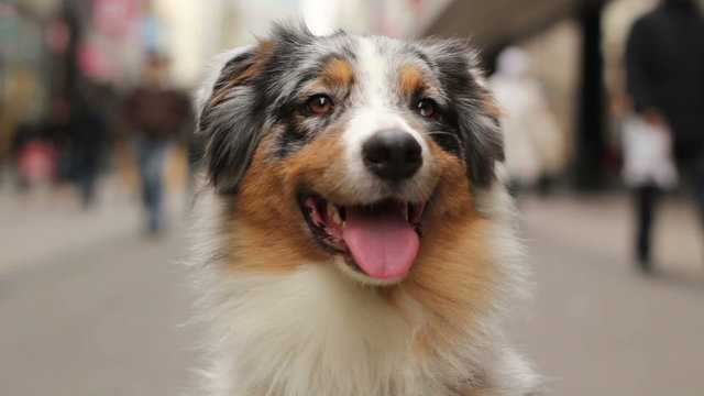 Close-up of an Australian shepherd sitting in a crowded street