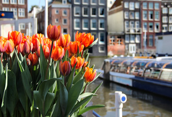 Obraz premium Amsterdam in tulips