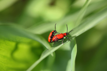 Lilienhähnchen