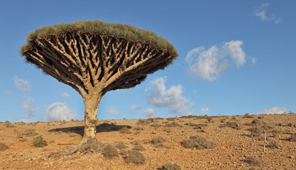 Naklejka premium Dragon tree - endemic tree from Soqotra, Yemen
