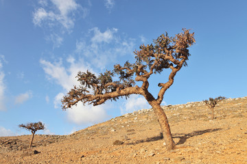 Boswellia - a frankincense tree - endemic of Socotra