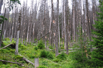 Destroyed forest, dry tree, - Polish Tatra mountains - obrazy, fototapety, plakaty
