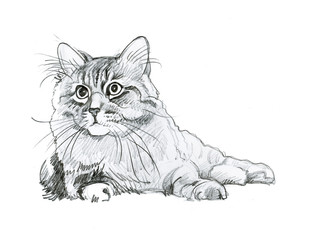 Animal Collection: Cat - 52106681