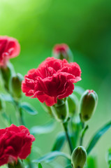 カーネーション