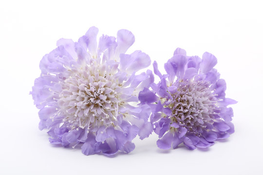 Purple scabiose