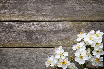 Spring Flowers