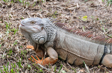iguana reptile on the ground