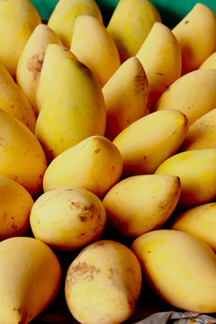 Mango fruit - Thailand