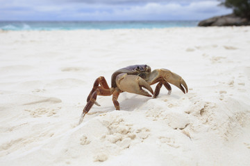 poo kai crab on white sand beach of tachai island similan nation