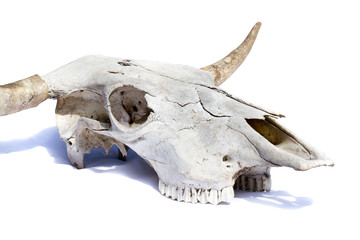 bull skull -  isolated