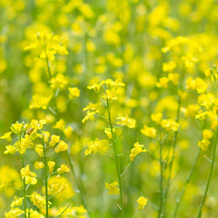 Fototapeta premium colsa