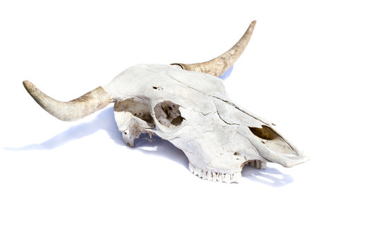 bull skull -  isolated