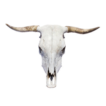 bull skull - top view, isolated