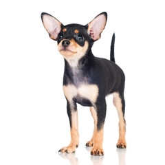 Fototapeta premium russian toy dog puppy black