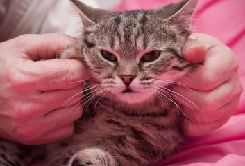 Human hand pets a Scottish-straight gray beautiful cat