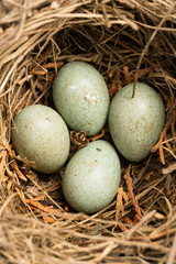 Naklejka na ściany i meble Ptasie gniazdo z jajami Blackbird