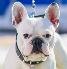 Close-up Of Bull Dog