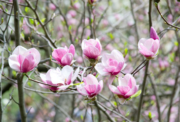 Pink magnolia