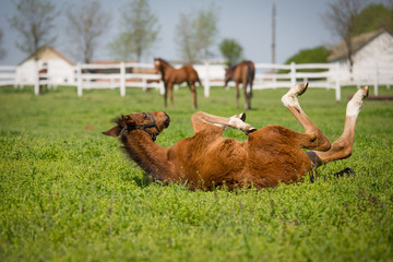 Foal