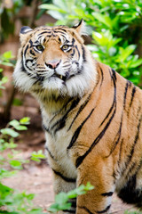 Portrait of tiger with humorous expression